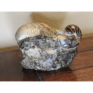 Rare Large Extinct Polished Nautilus and Ammonite Fossil Association